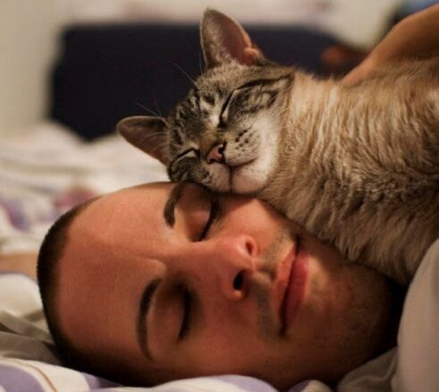 dormitul cu o pisică ca cauză a infestării cu paraziți