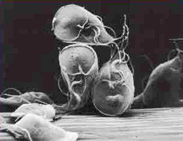 parazit protozoar giardia